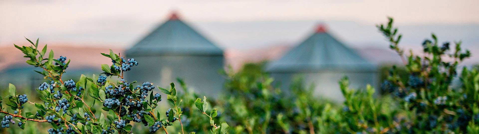 Berry bush with houses in the background