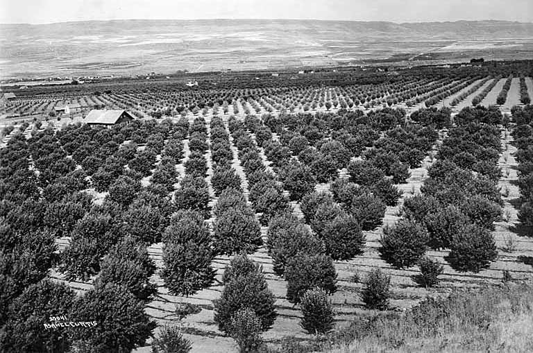 Orchards in Wenatchee, Washington in 1920